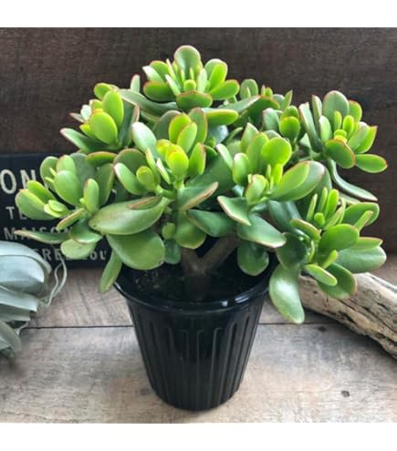 Amazon | 金のなるHappyの木【金のなる木 7号鉢 1個】jade plant